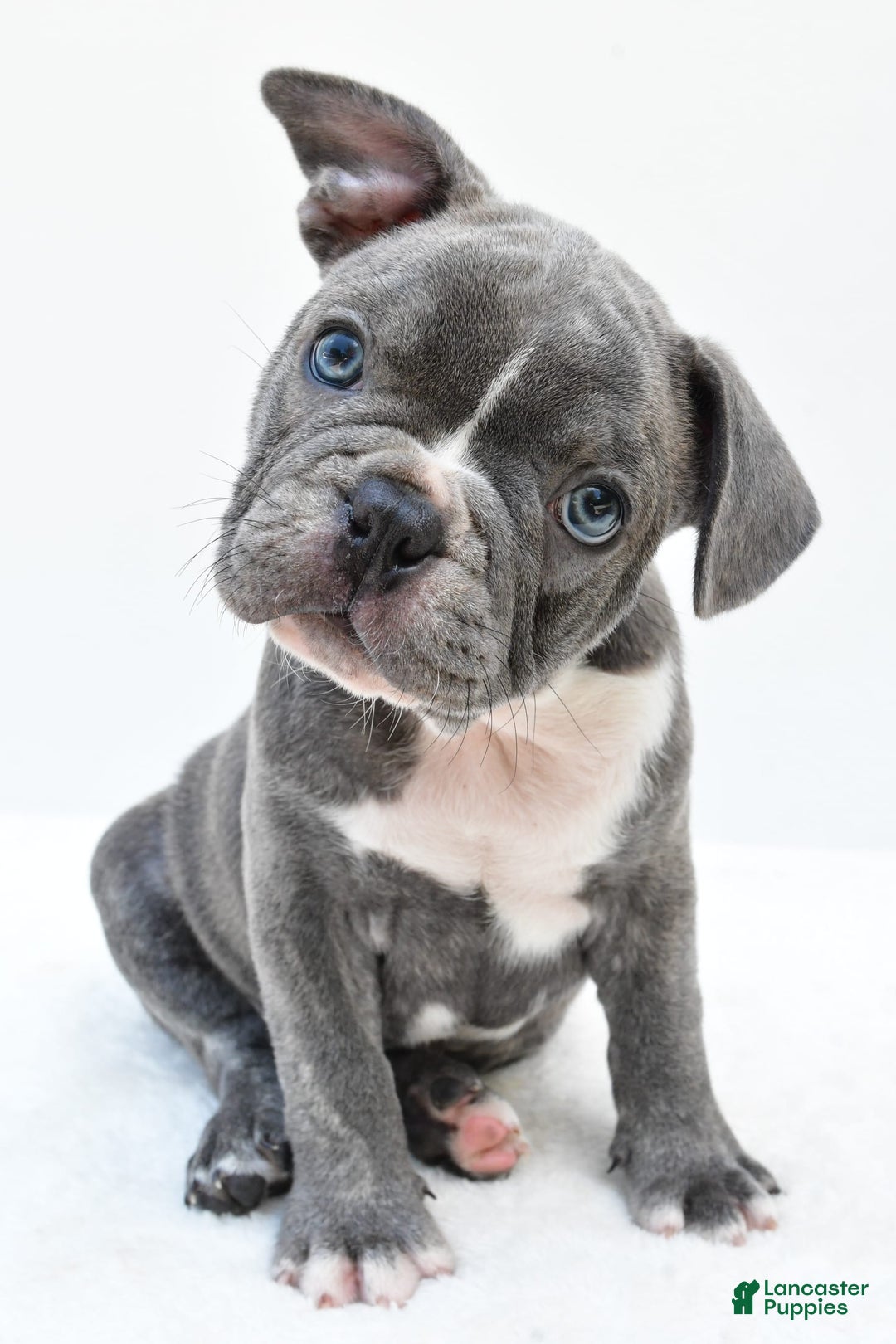 Frenchton dogs for sale: Baxter - Image 6