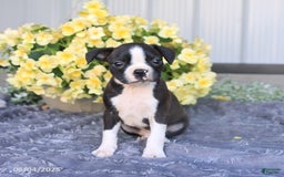 Boston Terrier dogs for sale: Hank - Image 1