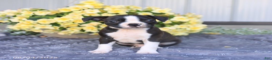 Hank