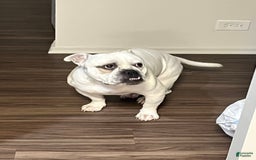 American Staffordshire Terrier dogs for sale: Ryder - Image 2