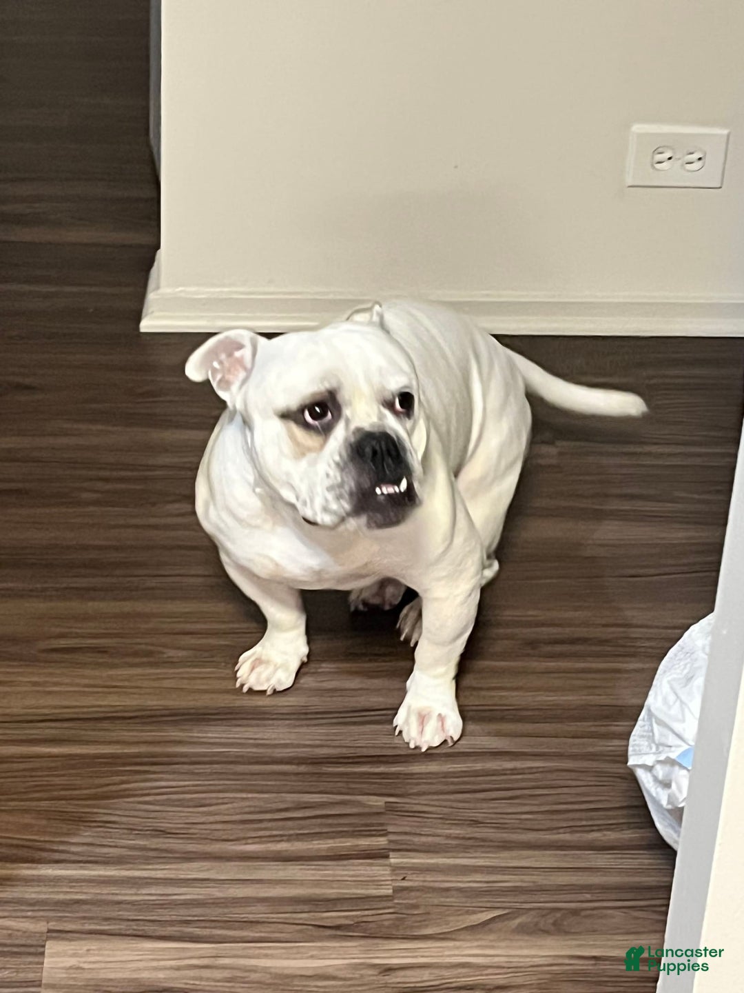 American Staffordshire Terrier dogs for sale: Ryder - Image 2