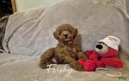 Miniature Poodle dogs for sale: Frisky - Image 1