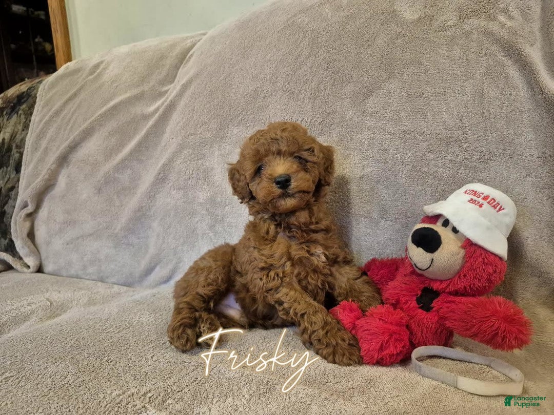 Miniature Poodle dogs for sale: Frisky - Image 1