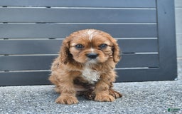 Cavalier King Charles Spaniel dogs for sale: Wendle - Image 9