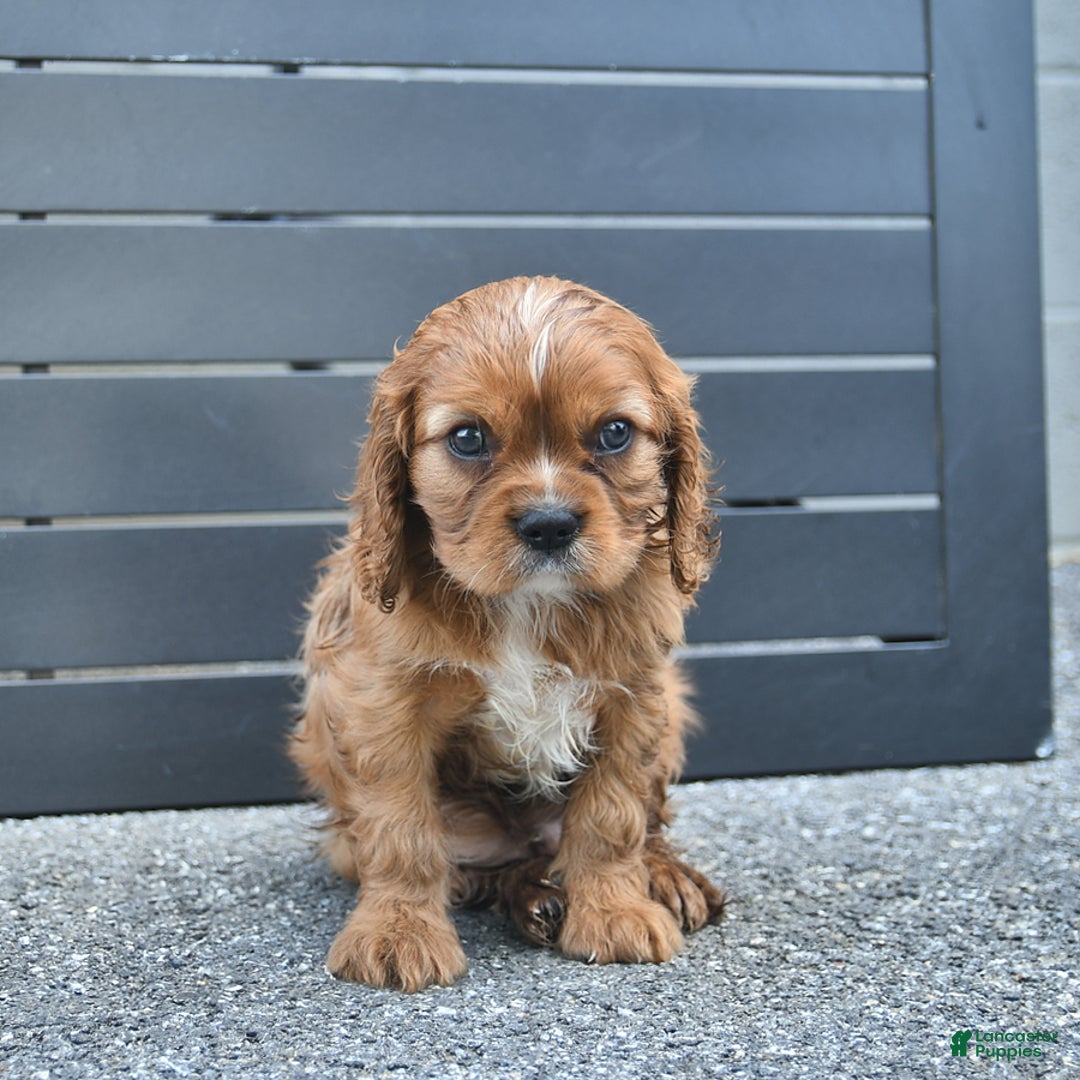 Cavalier King Charles Spaniel dogs for sale: Wendle - Image 9