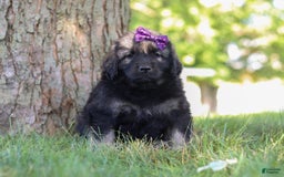 Newfoundland dogs for sale: Zara - Image 5