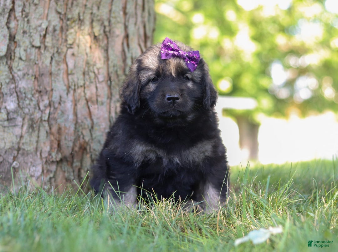 Newfoundland dogs for sale: Zara - Image 5