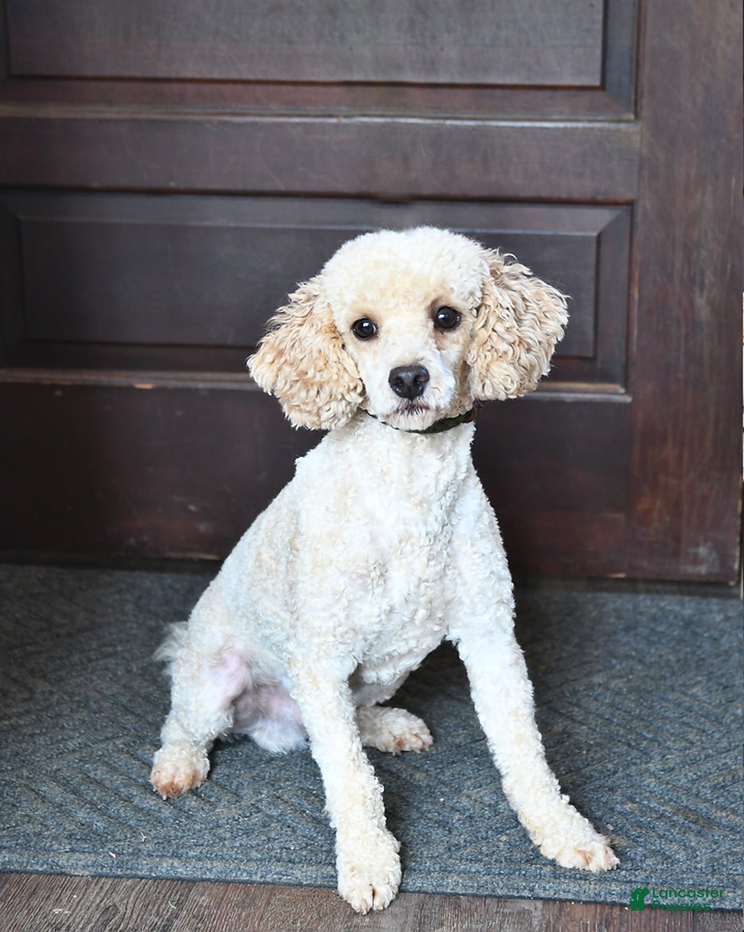 Cockapoo dogs for sale: Justin - Image 12