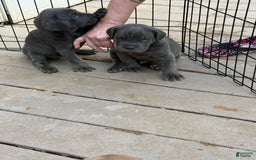 Cane Corso dogs for sale: Jason - Image 1