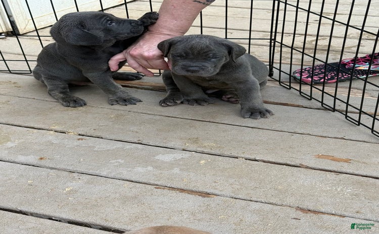 Cane Corso dogs for sale - Ad 5