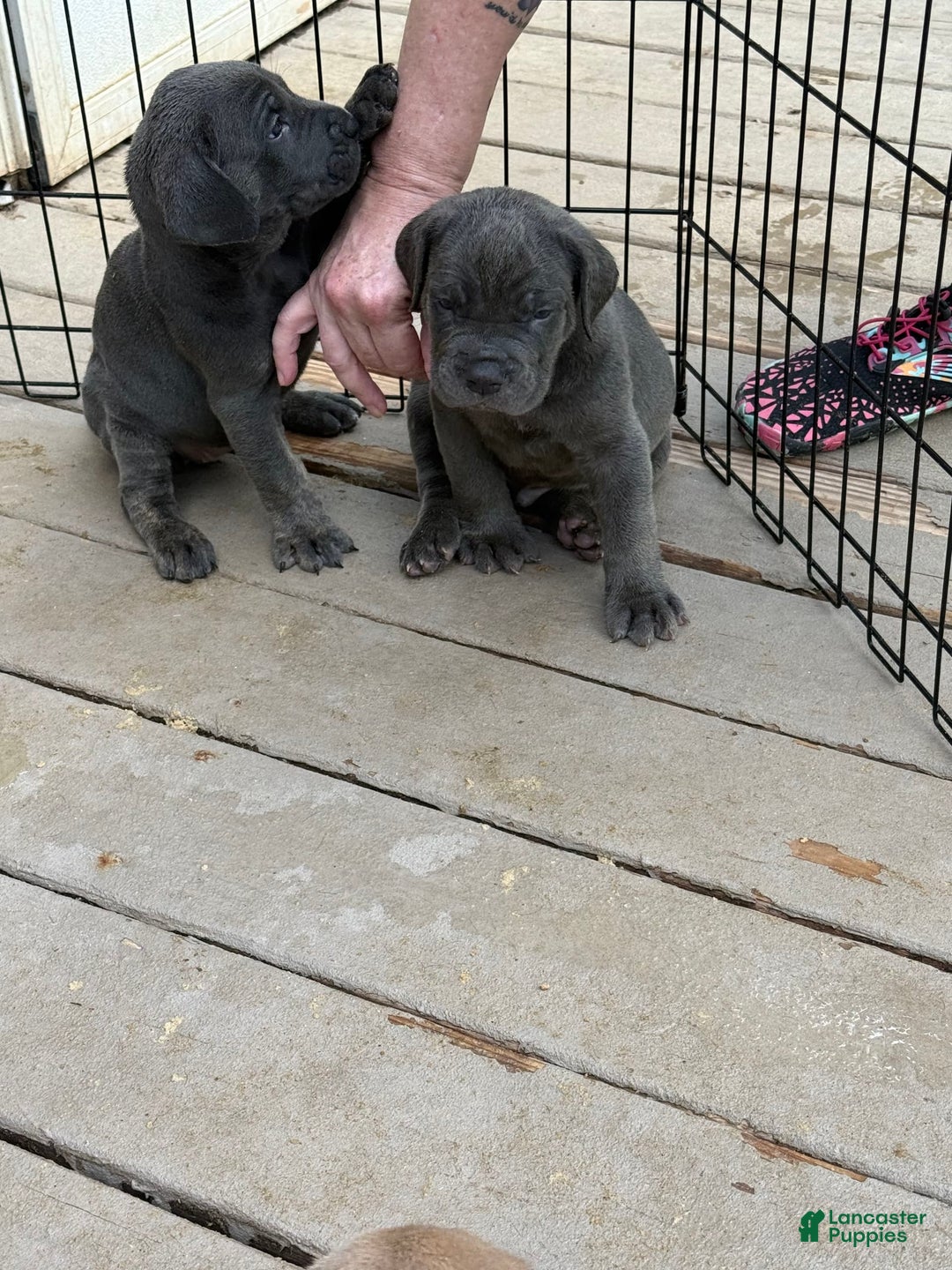 Cane Corso dogs for sale: Jason - Image 1