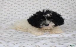 Shihpoo dogs for sale: Sailor - Image 1