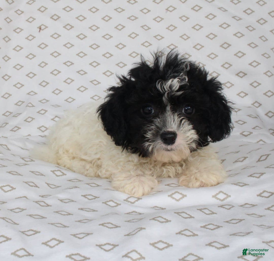 Shihpoo dogs for sale: Sailor - Image 1
