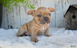 French Bulldog dogs for sale: Buster - Image 4