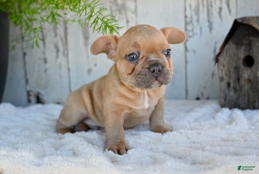 French Bulldog dogs for sale: Buster - Image 4