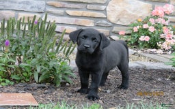 Labrador Retriever dogs for sale: Bella - Image 12