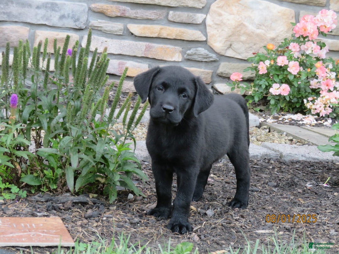 Labrador Retriever dogs for sale: Bella - Image 12