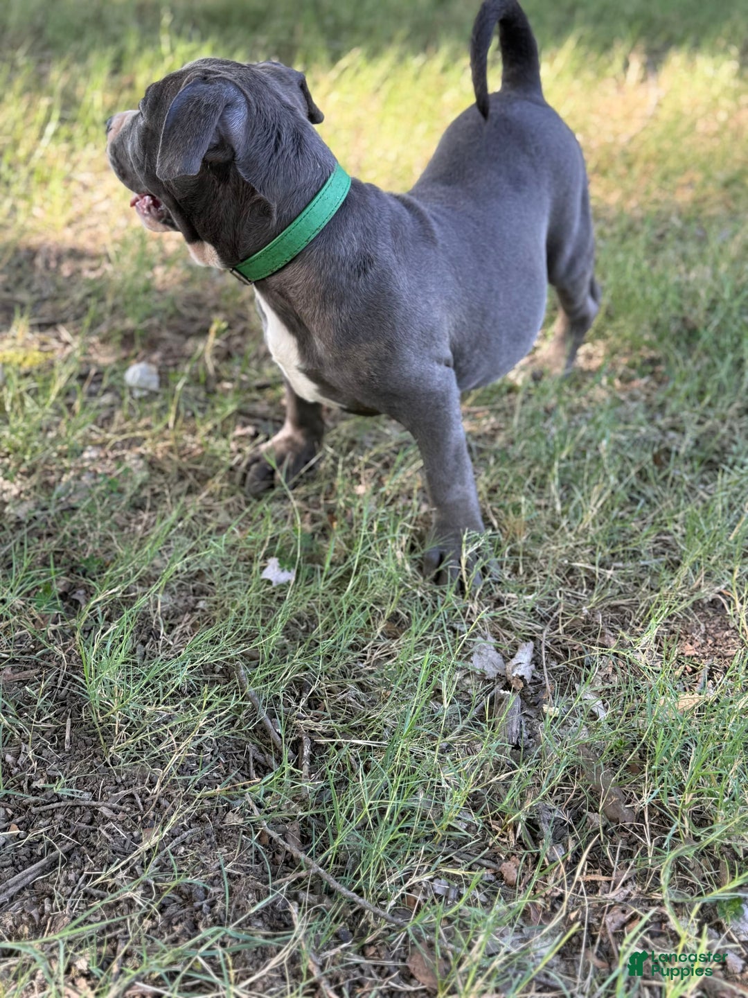 American Bully dogs for sale: Blossom - Image 5