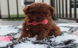 Toy Poodle dogs for sale: Honey - Image 2