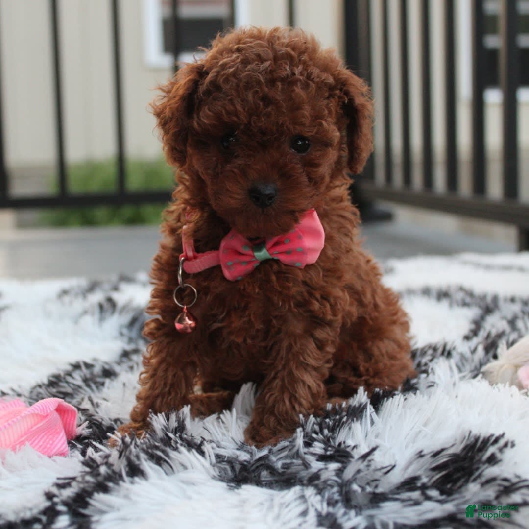 Toy Poodle dogs for sale: Honey - Image 2