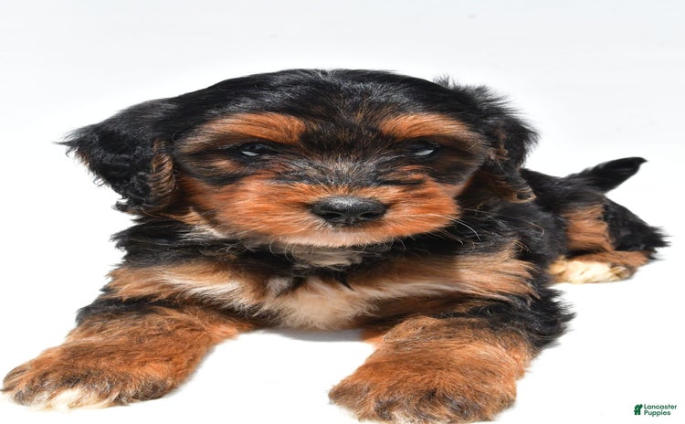 Mini Bernedoodle dogs for sale - Ad 1