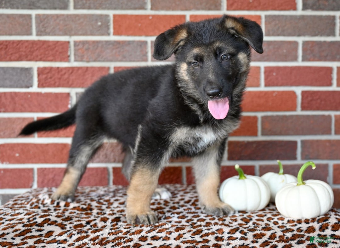 German Shepherd dogs for sale: Austin - Image 6