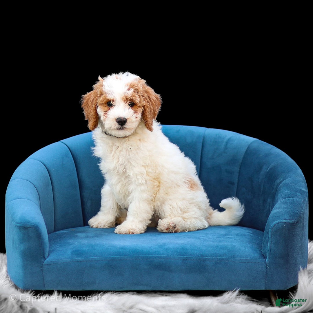 Standard Poodle dogs for sale: Rainay - Image 11