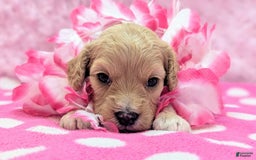 Cockapoo dogs for sale: Kurt - Image 6