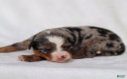 Mini Bernedoodle dogs for sale: Merrick - Image 6