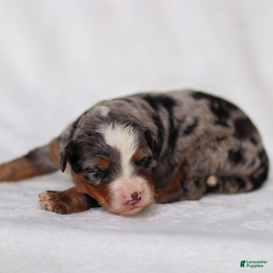 Mini Bernedoodle dogs for sale: Merrick - Image 6