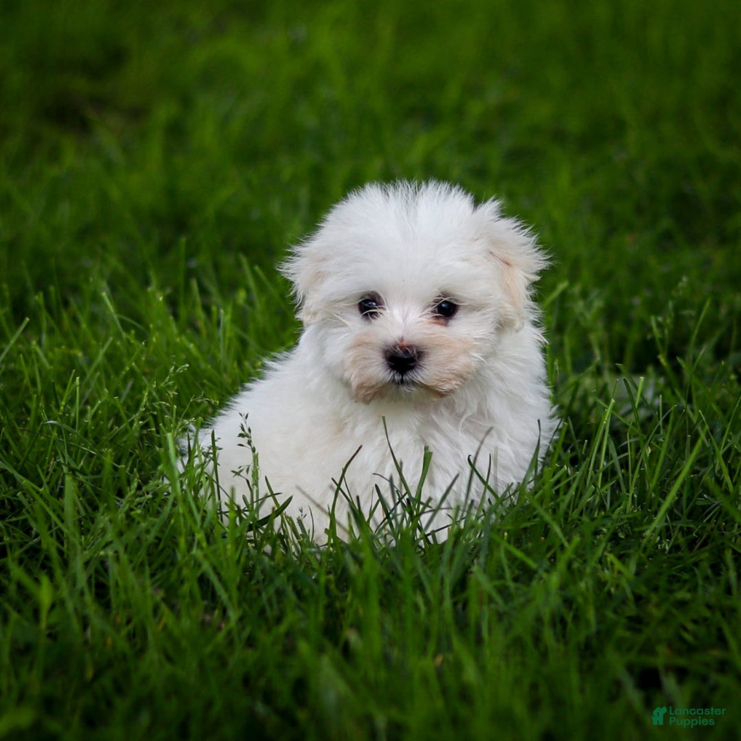 Maltese dogs for sale: Sterling - Image 11