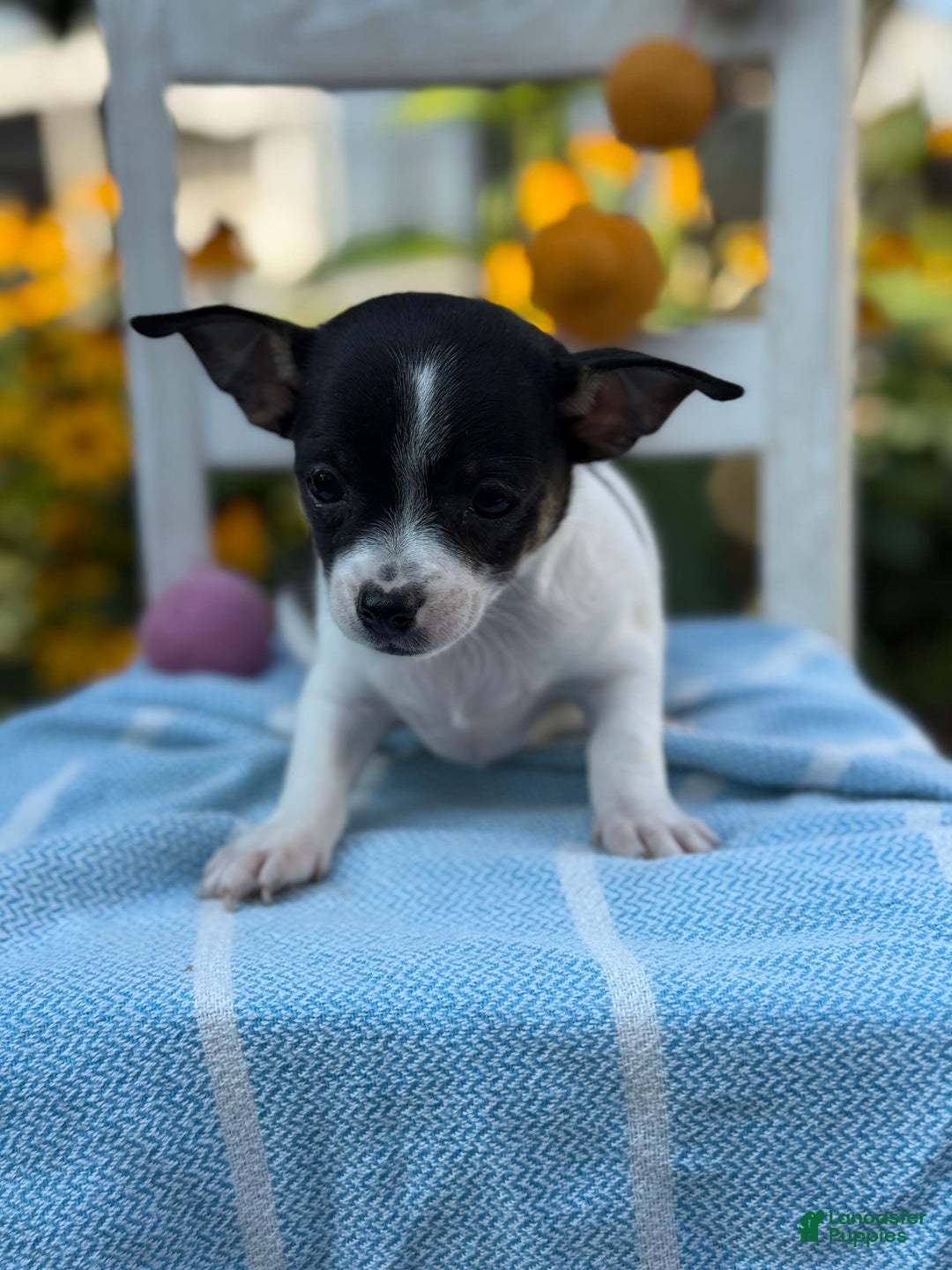 Chihuahua dogs for sale: Pepper - Image 6