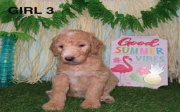 Goldendoodle dogs for sale: Rainbow Girl 3 - Image 5
