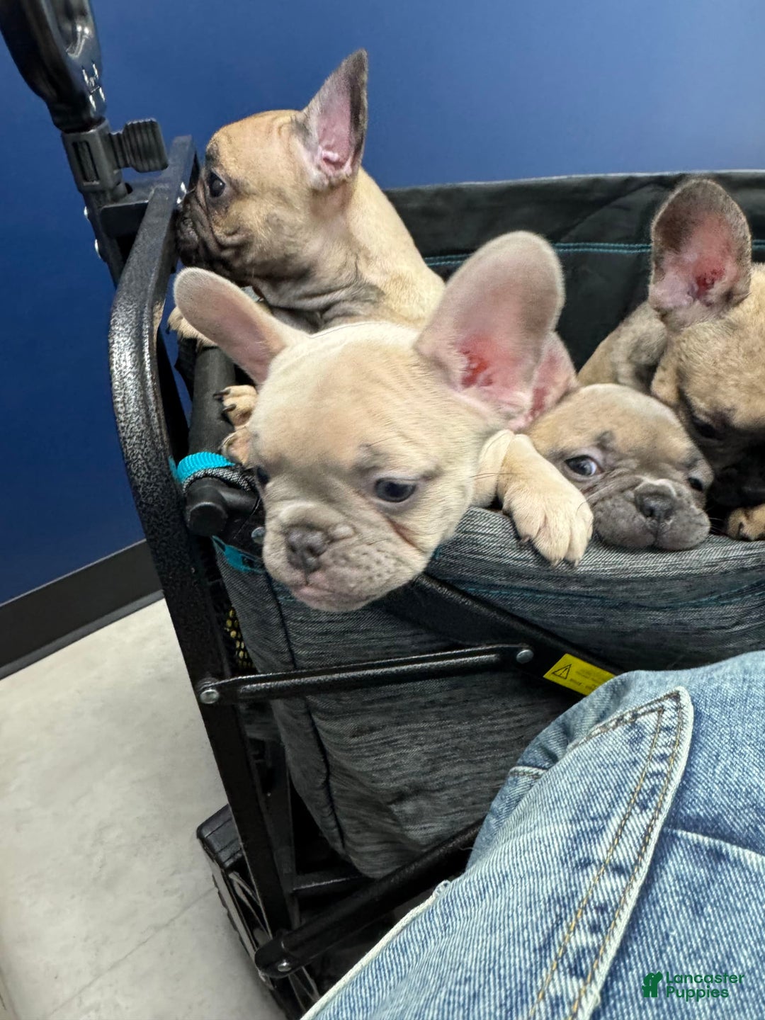 French Bulldog dogs for sale: Nigel - Image 2