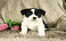 Bernese Mountain Dog dogs for sale: Flo - Image 6