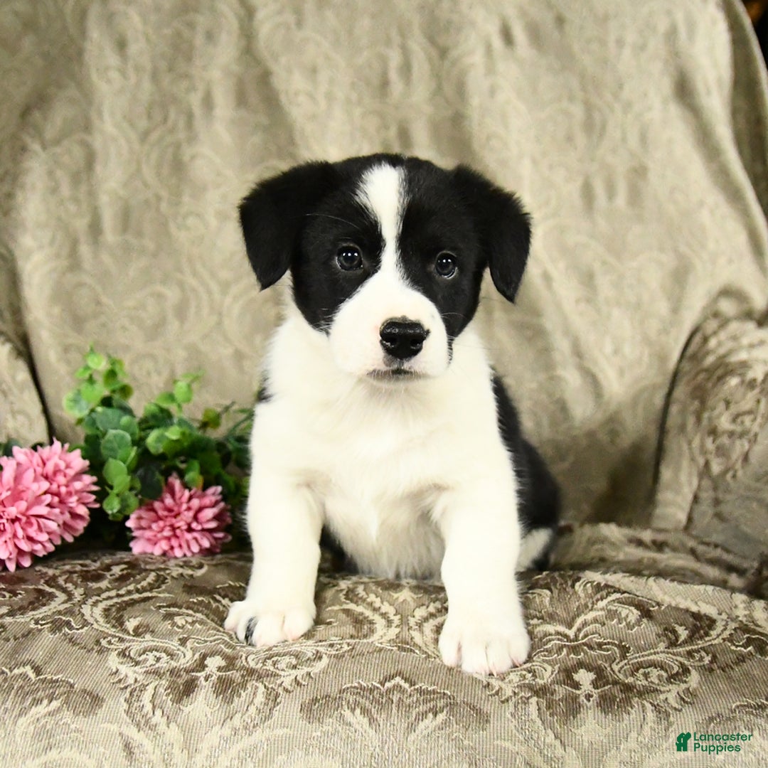 Bernese Mountain Dog dogs for sale: Flo - Image 6