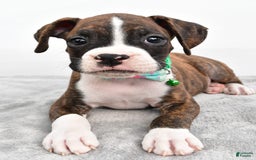 Boxer dogs for sale: Ranger - Image 5