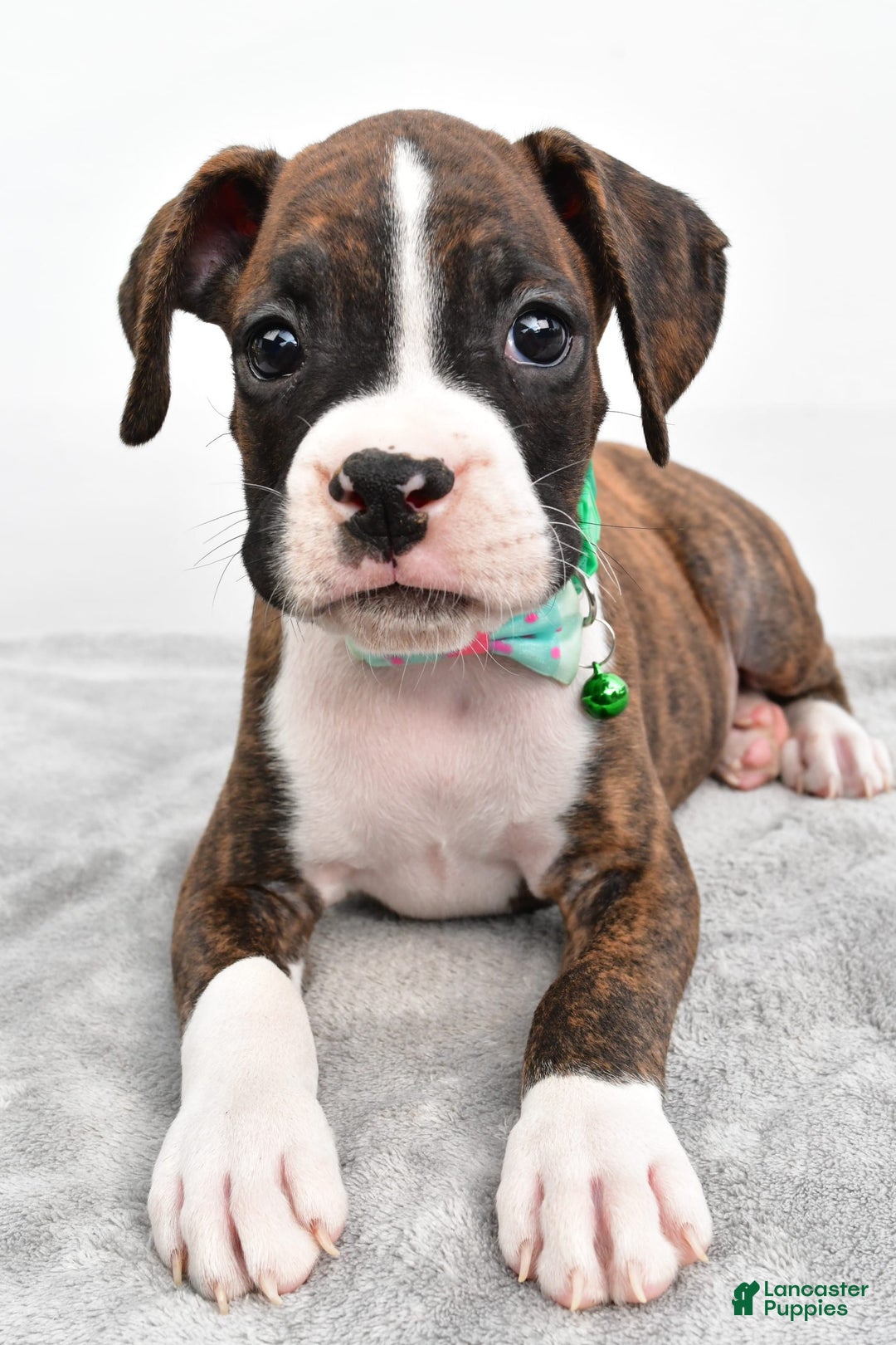 Boxer dogs for sale: Ranger - Image 5