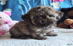Maltipoo dogs for sale: Chocolate Peanut - Image 29