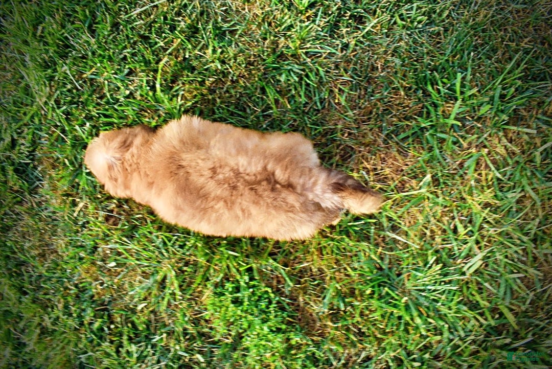 Havapoo dogs for sale: Kewtie - Image 13