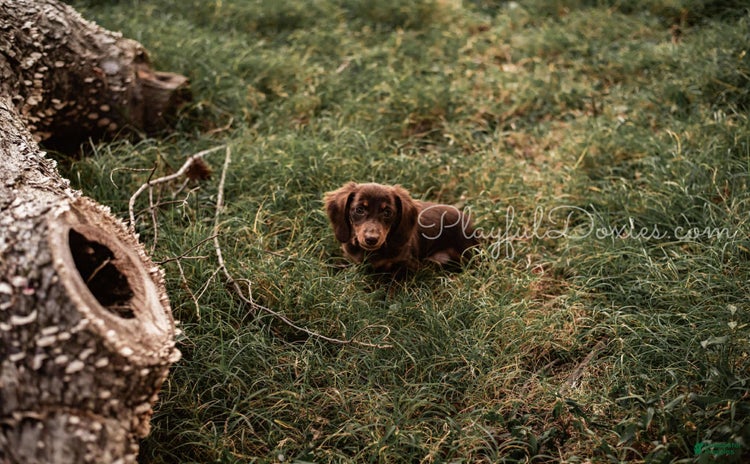 Dachshund dogs for sale - Ad 2