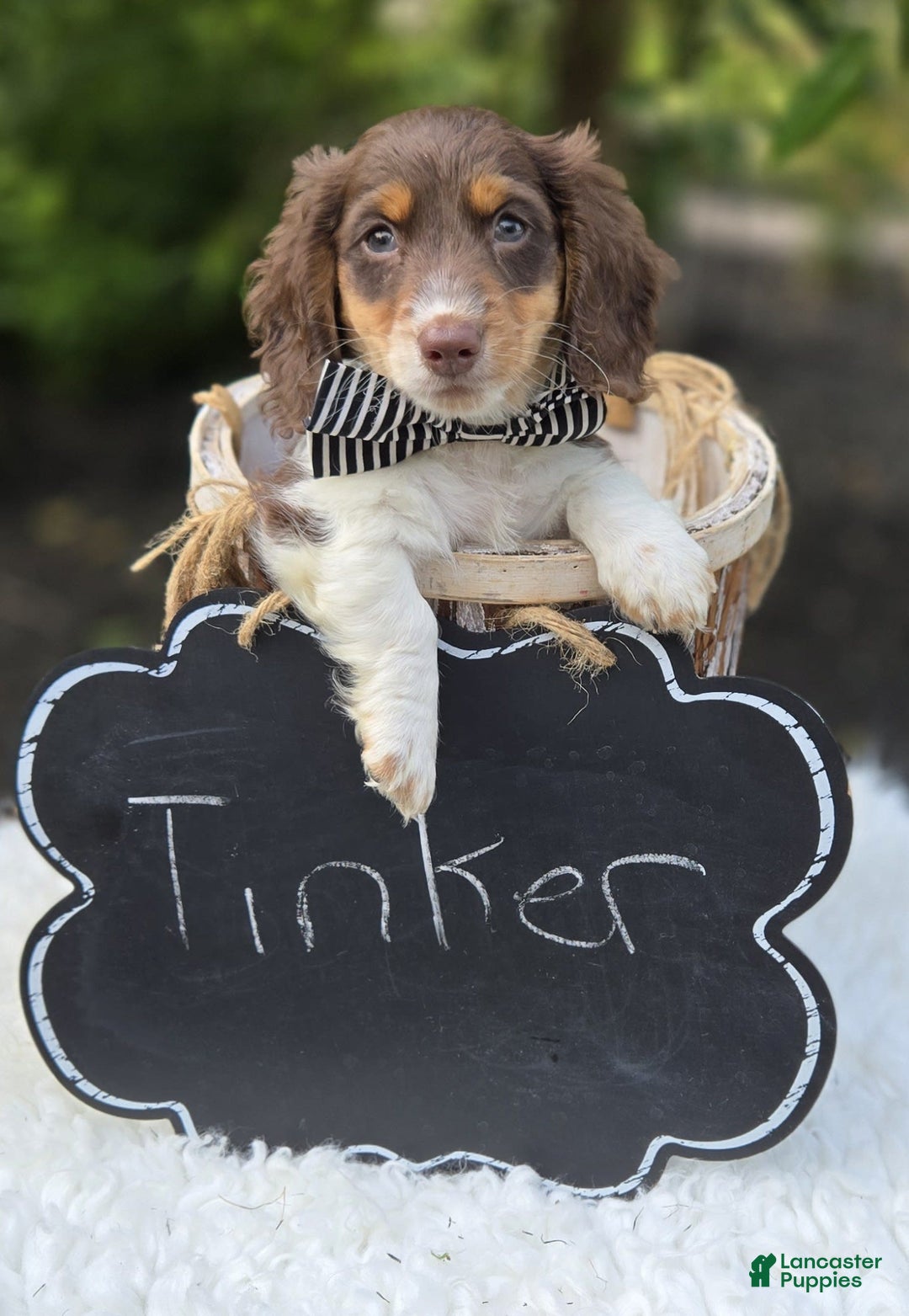 Miniature Dachshund dogs for sale: Tinker - Image 3