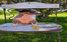 Labrador Retriever dogs for sale: Rocky - Image 11