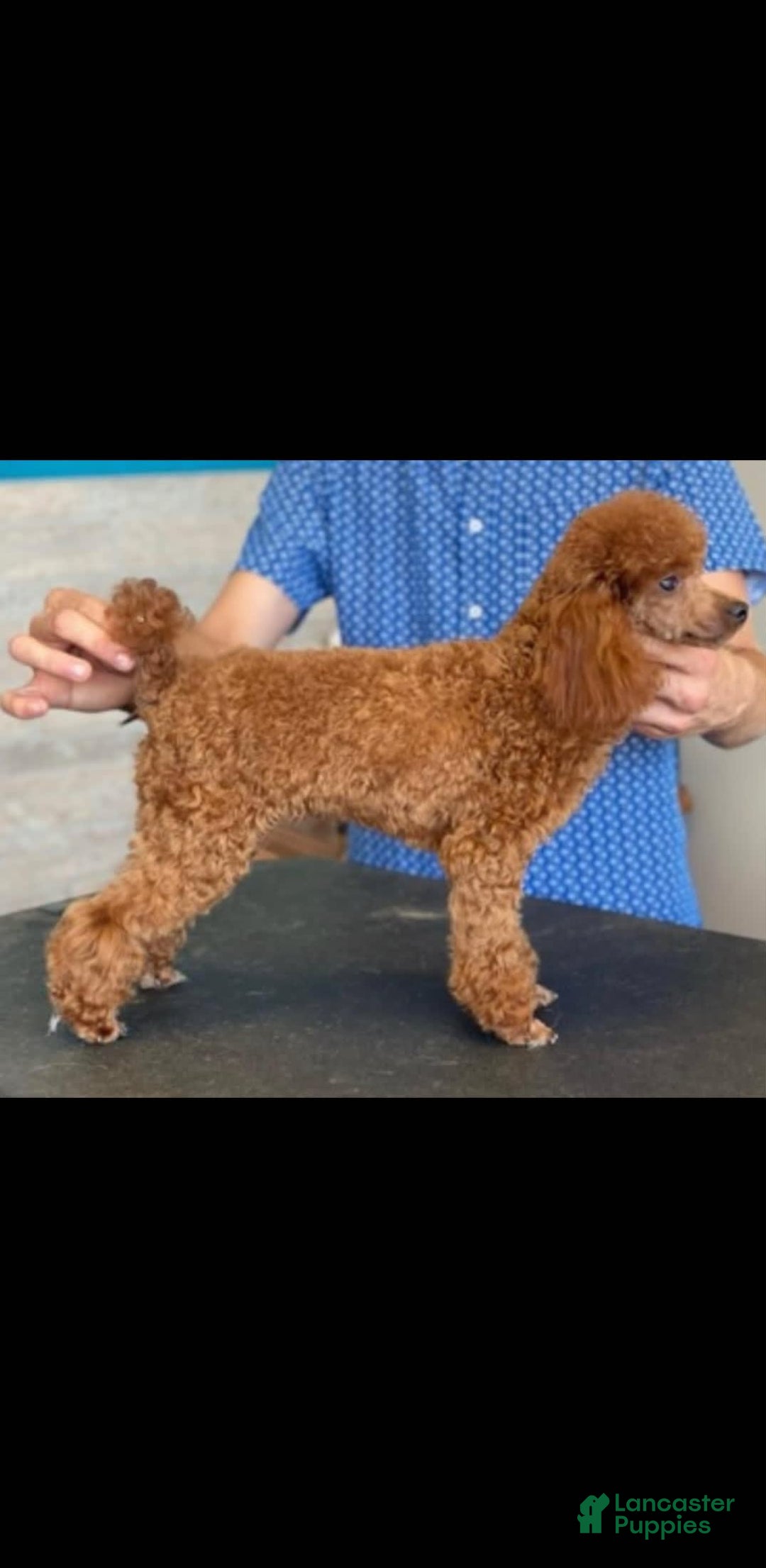 Morkie dogs for sale: Hickory - Image 10