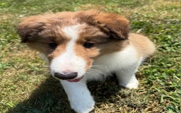Shetland Sheepdog dogs for sale: Lucy - Image 4