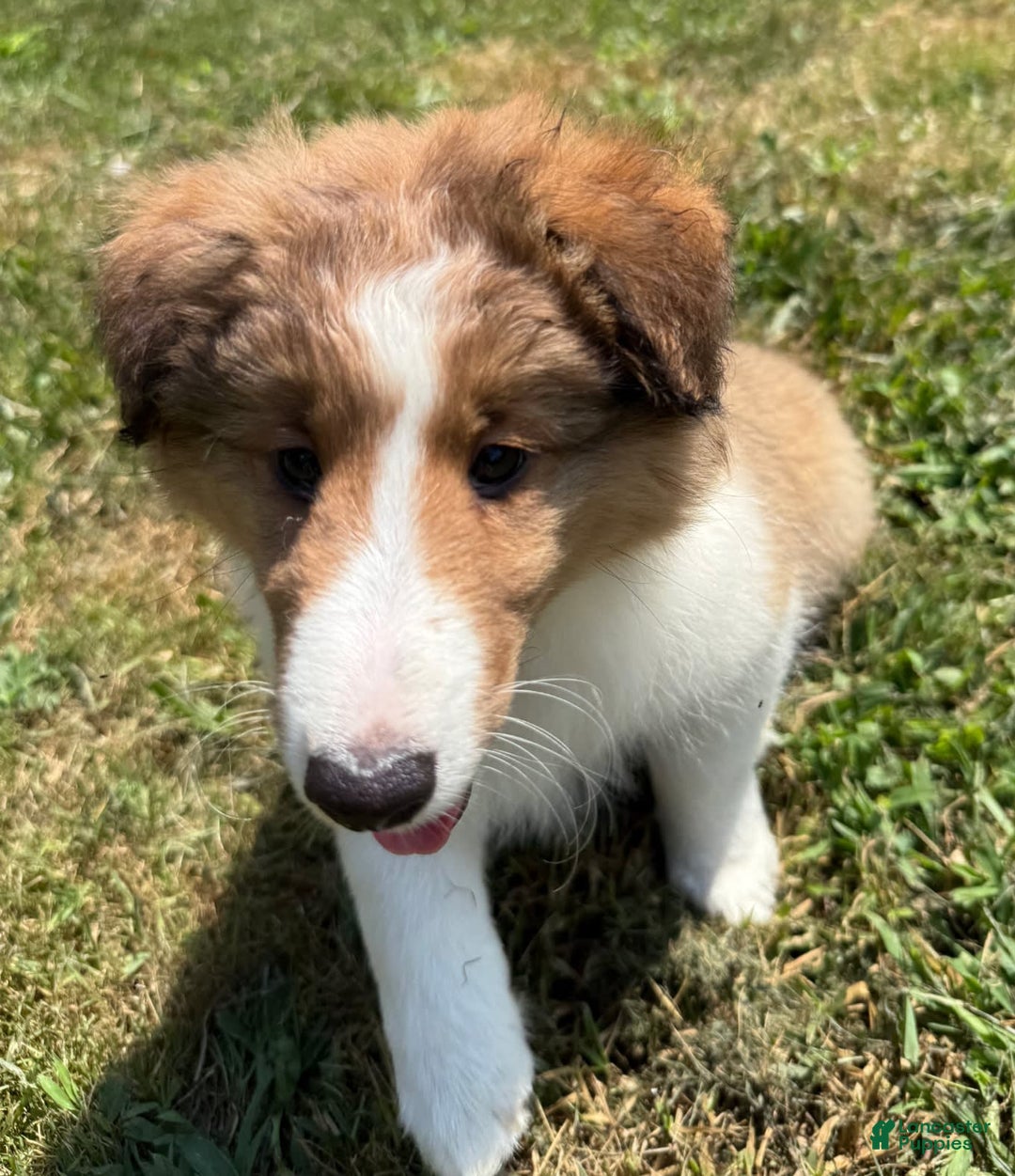 Shetland Sheepdog dogs for sale: Lucy - Image 4