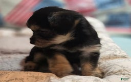 Morkie dogs for sale: Liliana - Image 3