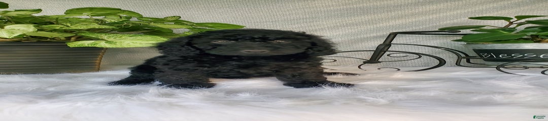 Pluto