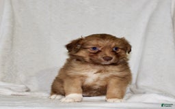 Australian Shepherd dogs for sale: Sally - Image 3
