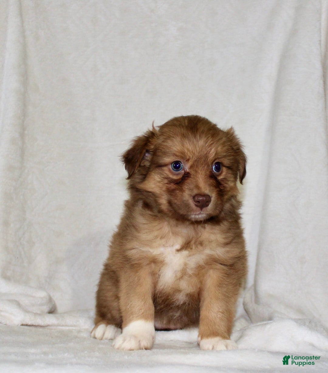 Australian Shepherd dogs for sale: Sally - Image 3